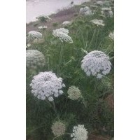 河北草坪 四季青草坪 草坪