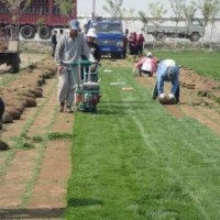 石家莊草坪價(jià)格