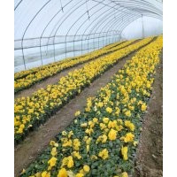 三色堇 山東草花批發(fā)基地 三色堇圖片