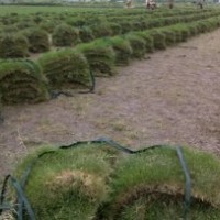 出售自己種植馬尼拉草坪