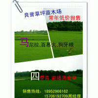 馬尼拉、百慕大、狗牙根、黑麥草低價(jià)出售