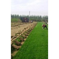 河北高羊茅草坪