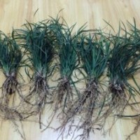 基地直銷麥冬草，歡迎前來基地考察購買！