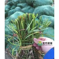 嶗峪苔草|丹麥草|野牛草|委陵菜