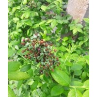 邵陽(yáng)市藍(lán)莓苗,仁源農(nóng)業(yè)科技,藍(lán)莓苗 盆栽