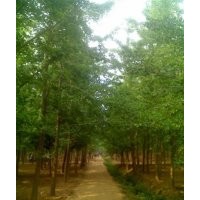 山東銀杏樹價格,鑫苑銀杏,山東銀杏樹價格多少