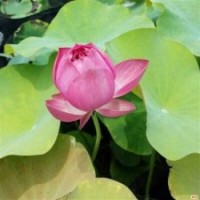 荷花_綠荷水生_荷花種苗價格