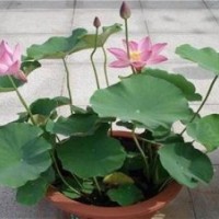 荷花_綠荷水生_供應(yīng)荷花種苗