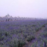 淄博薰衣草_愛(ài)萍花卉苗木_薰衣草批發(fā)