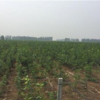 歐洲紅櫟、美彩楓、歐洲紅櫟供應(yīng)