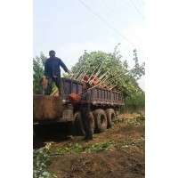 供應(yīng)早熟禾系列（橄欖球午夜 ，百思特，新歌來德）草坪