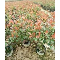 紅花繼木小杯,紅花繼木,福江苗木值得信賴(圖)