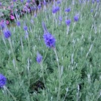 愛萍花卉苗木、廣東薰衣草、薰衣草價(jià)格