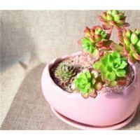 葫蘆島花卉,綠馨花卉,家庭花卉