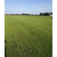 安徽蒙城大量出售各種草坪