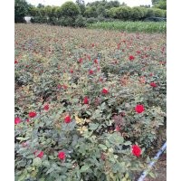 四川成都大花月季40h