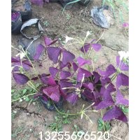 紫葉酢漿草批發(fā) 紫葉酢漿草品種大全 紫葉酢漿草價(jià)格 大花酢漿草