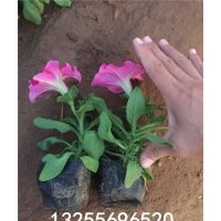 矮牽牛花品種大全 矮牽牛花有幾個(gè)顏色 矮牽?；▋r(jià)格 供應(yīng)矮牽牛