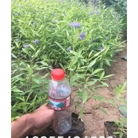 金葉蕕圖片 供應(yīng)金葉蕕 金葉蕕價(jià)格 金葉蕕品種大全 金葉蕕批發(fā)