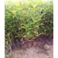 紅王子錦帶花期 紅王子錦帶價(jià)格 紅王子錦帶照片 紅王子錦帶批發(fā)