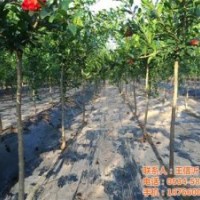 四川石榴樹(shù)苗,德豐農(nóng)場(chǎng),石榴樹(shù)苗報(bào)價(jià)