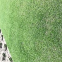 百慕大、馬尼拉、黑麥草，果嶺草 混播草坪