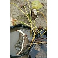 出售各種水生植物