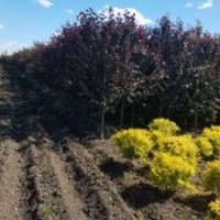銷售草坪、金葉榆、山桃稠李、紫葉李