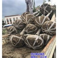 內(nèi)江桂花樹(shù)_駿達(dá)園藝_雅安桂花樹(shù)哪家好