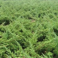 地柏品種中哪種、品種***