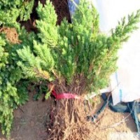 50公分地柏的市場報價