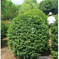 10cm高桿女貞價格、女貞、萬達苗圃(圖)