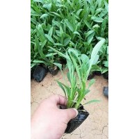 供應(yīng)10-30公分金雞菊 山東貨源