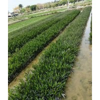 廣西水生植物基地｜廣西哪里賣水生植物｜廣西水生植物批發(fā)價格