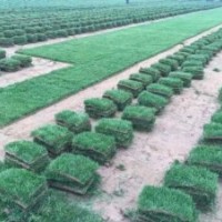 廣西南寧馬尼拉草皮，草坪