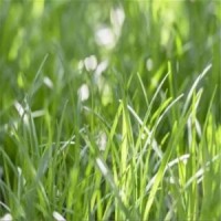 低價(jià)出售優(yōu)質(zhì)麥冬草 精品麥冬草