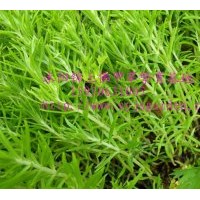 售佛甲草 提供佛甲草價(jià)格