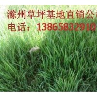 出售綠化草坪，安徽草坪