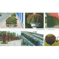 供應(yīng)：一串紅、牽?；ā㈦u冠花、萬壽菊、菊花、金盞菊