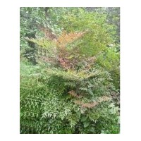 供應(yīng)藍(lán)天竹