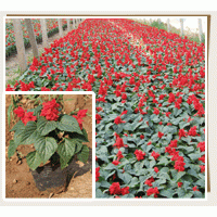 大量低價(jià)供應(yīng)垂吊牽牛，矮牽牛，一串紅，孔雀草等時(shí)令草花及各種