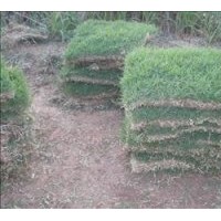 供應(yīng)草坪馬尼拉，百慕大，高羊茅，四季青，中華結(jié)縷草