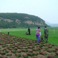 遼寧鐵嶺出售草坪，代辦長(zhǎng)途貨運(yùn)