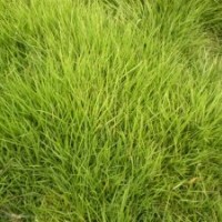 大量馬尼拉草皮