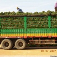 供應(yīng)郴州馬尼拉草坪、馬尼拉草坪價格、質(zhì)量保證