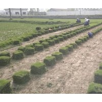 綠化苗木國(guó)槐