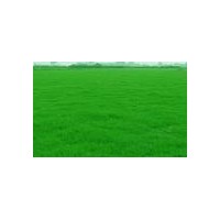 低價大量供應百慕大黑麥草混播等，綠化草坪，價優(yōu)