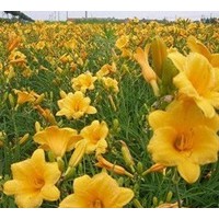 金娃娃萱草預(yù)定