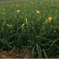 低價(jià)供應(yīng) 金娃娃萱草