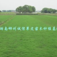 園林綠化草皮 馬尼拉草皮 公園綠化 高速公路綠化草皮大量批發(fā)